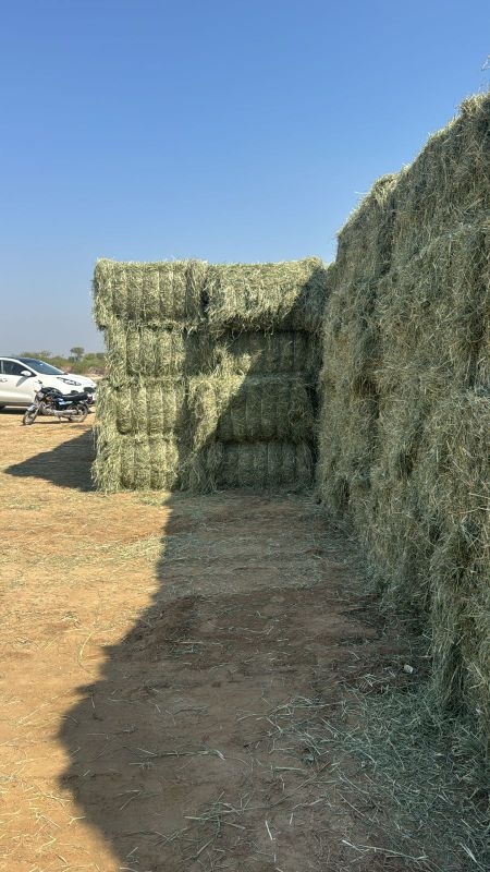 Rhodes grass bales
